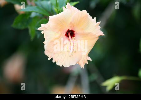 Peach colored Chinese hibiscus (Hibiscus rosa-sinensis) in bloom : (pix Sanjiv Shukla) Stock Photo