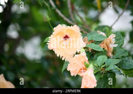 Peach colored Chinese hibiscus (Hibiscus rosa-sinensis) in bloom : (pix Sanjiv Shukla) Stock Photo