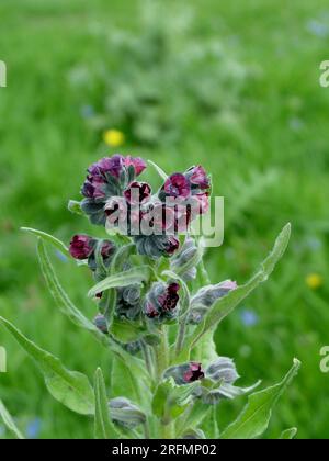 Hound's-tongue,'Cynoglossum officinale',a biennial herb withlong, narrow, softly hairy leaves with purple flowers.calcarious or sandy soils.Summer flo Stock Photo