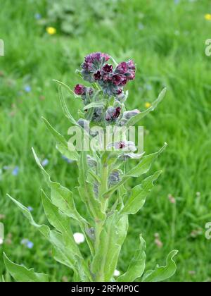 Hound's-tongue,'Cynoglossum officinale',a biennial herb withlong, narrow, softly hairy leaves with purple flowers.calcarious or sandy soils.Summer flo Stock Photo