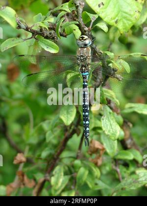 Common Hawker dragonfly,'Aeshna juncae,'flying from  June to October. Found mainly in the  moorland pools, lakes and  garden ponds. Largest and fastes Stock Photo