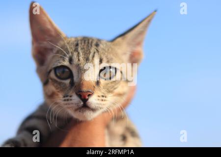 this is a common breed of kitten found in the southern part of India Stock Photo