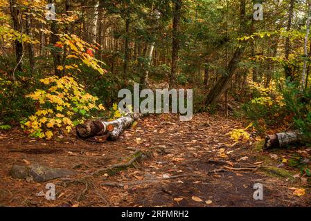 Deserted forest path covered in fallen leaves in autumn Stock Photo