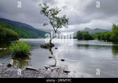 The Lonely tree in Padarn lake, Llanberis, Gwynedd, North Wales, Great