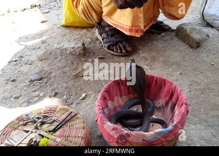 The snake charmer teases the snake and the snake replies to him. selective focus Stock Photo