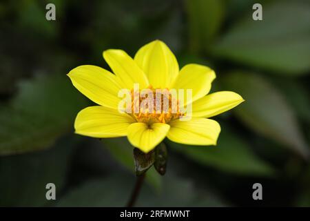 Close up of a single Duke of York Dahlia flowering in an English garden.  A beautiful yellow Dahlia against a blurred green background, England, UK Stock Photo