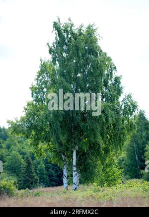 European white birch (Betula pendula, B. verrucosa) in a meadow on a summer day. Eastern Baltic Stock Photo
