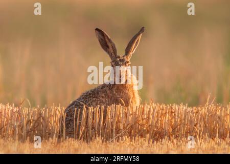 a European hare (Lepus europaeus) sits on a harvested stubble field Stock Photo