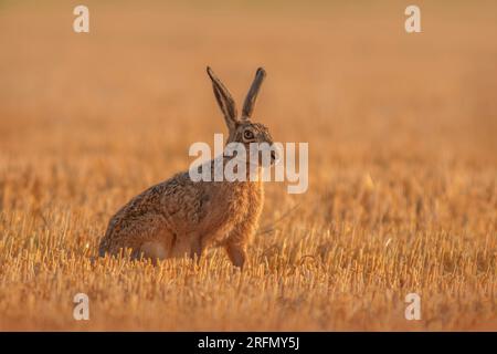 a European hare (Lepus europaeus) sits on a harvested stubble field Stock Photo