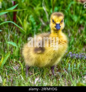Baby Canada Goose Gosling At Presque Isle State Park Stock Photo