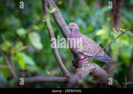 Pombo - Dove Stock Photo - Alamy