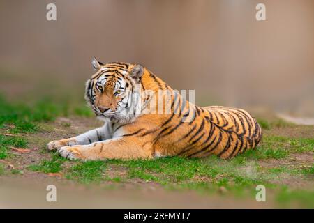 a large striped tiger (Panthera tigris) lies relaxed and enjoys the sun Stock Photo
