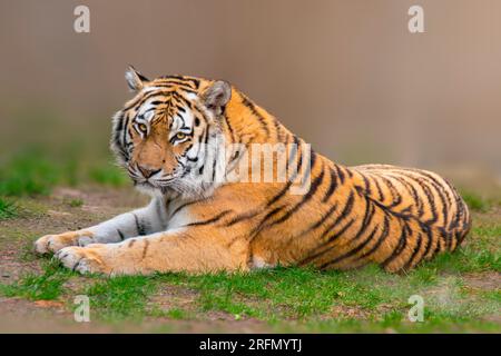 a large striped tiger (Panthera tigris) lies relaxed and enjoys the sun Stock Photo
