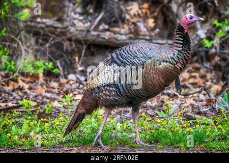 Wild Turkey At Presque Isle State Park Stock Photo - Alamy