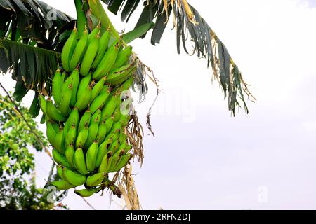 Bunch of green bananas in the garden. Agricultural plantation. Banana grow on tree. Stock Photo