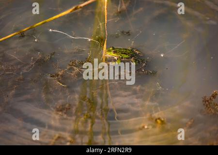 A green water frog in a wetland, waiting for insects to appear Stock Photo