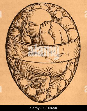 Fetus in utero from Jacob Rueff's De Conceptu et Generatione Hominis, circa 1580. Colorized. Stock Photo