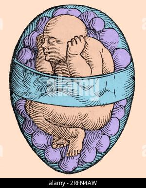 Fetus in utero from Jacob Rueff's De Conceptu et Generatione Hominis, circa 1580. Colorized. Stock Photo