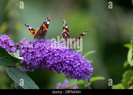 A pair of Red Admiral Butterflies Vanessa atalanta side by side adopting identical poses on a buddleia flower on a warm summer's day Stock Photo