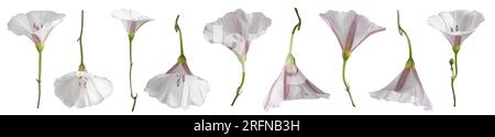Field bindweed ( Convolvulus arvensis ) isolated on white background. Stock Photo