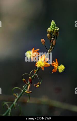 Orange and yellow bulbine flowers against a dark background Stock Photo