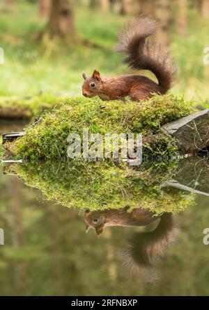 A classic shot of a Red Squirrel (Sciuris vulgaris) with his bushy tail . A perfect mirror image reflection in the water below. Yorkshire, UK Stock Photo