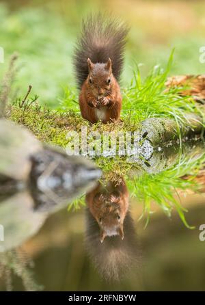 A classic shot of a Red Squirrel (Sciuris vulgaris) with his bushy tail . A perfect mirror image reflection in the water below. Yorkshire, UK Stock Photo