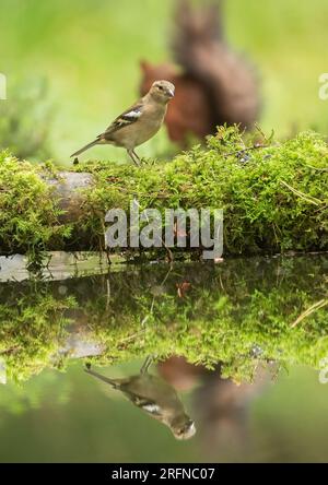 Al female Chaffinch (Fringilla coelebs) perched on  a mossy log  wanting a drink from a stream.  A red squirrel in the background . Yorkshire, UK Stock Photo
