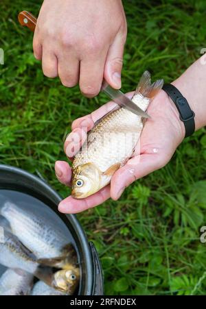 Fishing clean crucian carp with a sharp knife on the background of