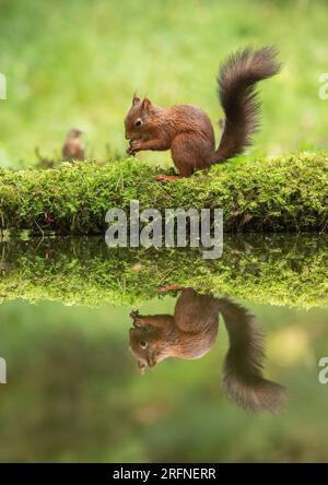 A classic shot of a Red Squirrel (Sciuris vulgaris) with his bushy tail . A perfect mirror image reflection in the water below. Yorkshire, UK Stock Photo
