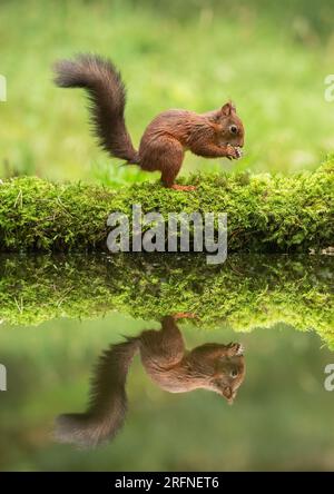 A classic shot of a Red Squirrel (Sciuris vulgaris) with his bushy tail . A perfect mirror image reflection in the water below. Yorkshire, UK Stock Photo