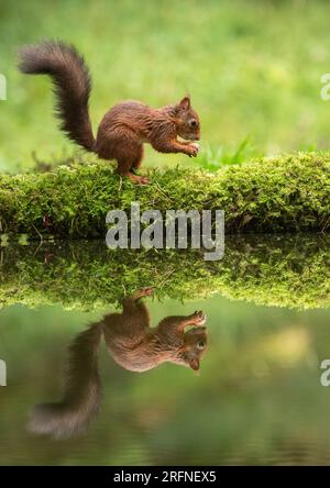 A classic shot of a Red Squirrel (Sciuris vulgaris) with his bushy tail . A perfect mirror image reflection in the water below. Yorkshire, UK Stock Photo