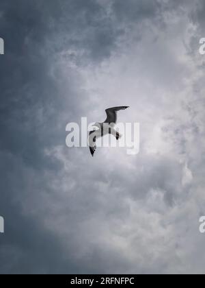 Seagull in flight over cloudy sky background Stock Photo