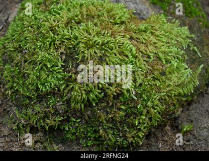 High angle beautiful view of the Mosses growing on the surface of a rock with a tiny fly sitting on top of the moss Stock Photo