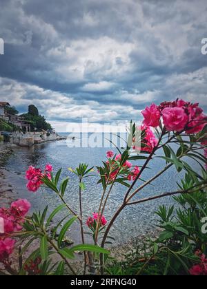 Pink Nerium Oleander flowers on the bulgarian coastline with a view to the Black Sea. The old town of Nessebar, Burgas Region, Bulgaria Stock Photo