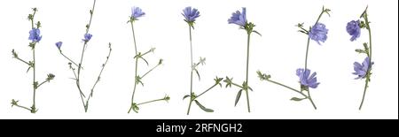 Common chicory ( Cichorium intybus ) flowers isolated on white background. Medicinal herbs and coffee alternative. Stock Photo