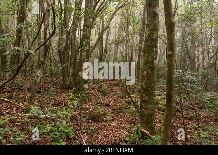 Atlantic rainforest in Sao Francisco de Paula, Rio Grande do Sul - Brazil Stock Photo
