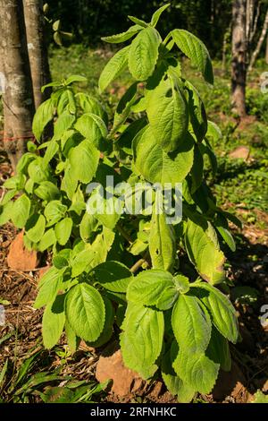 Coleus barbatus, aka Plectranthus barbatus, medicinal plant popular in Brazil known as 'Boldo brasileiro' Stock Photo