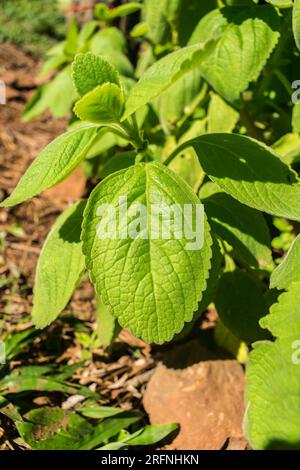 Coleus barbatus, aka Plectranthus barbatus, medicinal plant popular in Brazil known as 'Boldo brasileiro' Stock Photo