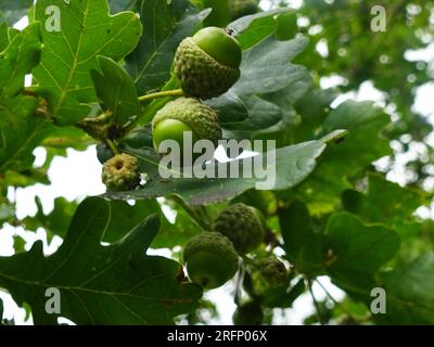 Green Acorns on a tree in August Stock Photo