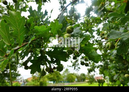 Unripe, Green Acorns on an Oak tree branch in August Stock Photo