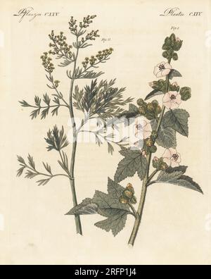Marsh mallow, Althaea officinalis 1, and wormwood, Artemisia judaica 2. Medicinal plants. The botanicals were drawn by Henriette and Conrad Westermayr, F. Götz and C. Ermer. Handcoloured copperplate engraving from Carl Bertuch's Bilderbuch fur Kinder (Picture Book for Children), Weimar, 1810. A 12-volume encyclopedia for children illustrated with almost 1,200 engraved plates on natural history, science, costume, mythology, etc., published from 1790-1830. Stock Photo
