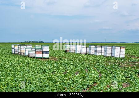 Bee boxes surrounded by fields of canola in rural Manitoba Canada.  Bee are important to the canola industry as farmers rely on bees to pollinate thei Stock Photo