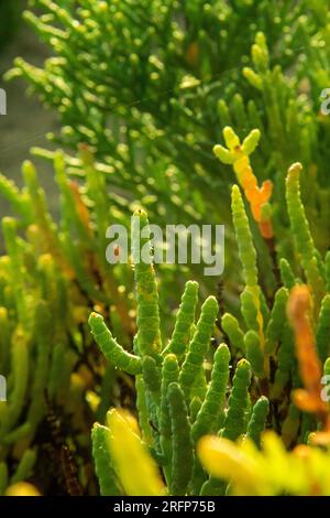 Carpet of green prickly plants on a sunny day. Stock Photo