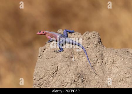 Male Mwanza Flat-headed Rock Agama in breeding colours Stock Photo