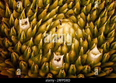 Bromeliad, Neoregelia, plant centre showing small white flowers,cultivated, Malanda, Australia. Stock Photo