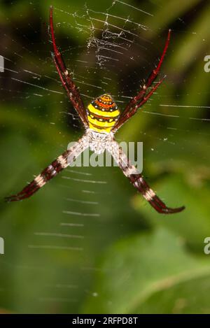 Saint Andrew’s Cross Spider, Argiope keyserlingi, or Northern Saint Andrew's Cross Spider Argiope aetherea, Malanda, Australia. Stock Photo