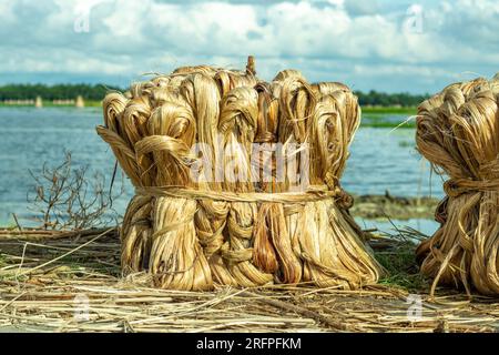 Jute is a natural fibre with golden and silky shine and hence called the Golden Fibre. Jute fibre is a multicellular fibre, cemented laterally and lon Stock Photo