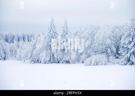 Winter landscape with trees, hoar frost and snow on an overcast day in the Ore Mountains. Stock Photo
