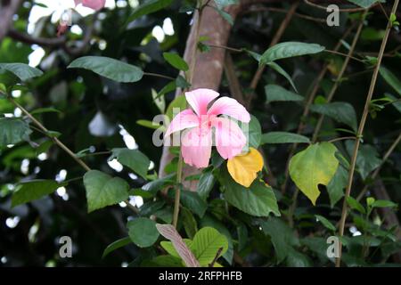 Light pink Chinese hibiscus (Hibiscus rosa sinensis) flower with green foliage : (pix Sanjiv Shukla) Stock Photo